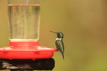 The white-bellied woodstar (Chaetocercus mulsant) is a species of hummingbird in tribe Mellisugini of subfamily Trochilinae, the "bee hummingbirds". © feathercollector