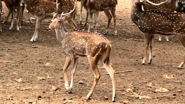 Spotted deer roaming in the zoo