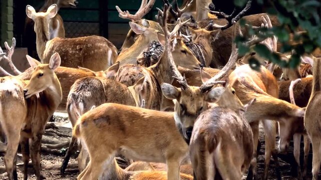 Deer roaming in the zoo