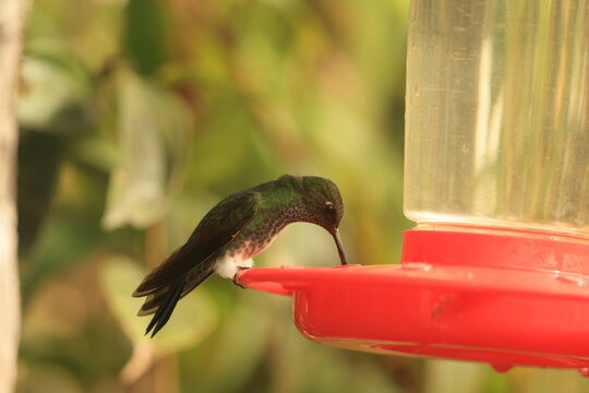 The greenish puffleg (Haplophaedia aureliae cutucuensis) is a species of hummingbird in the "brilliants", tribe Heliantheini in subfamily Lesbiinae. This photo was taken in North Peru.