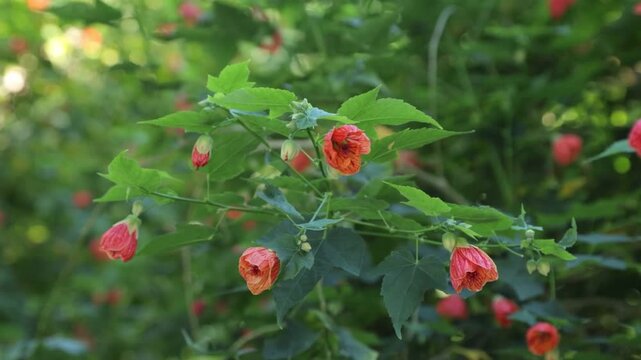 Red Turk Cap Flowers Blooming in Garden
