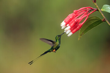 The Peruvian racket-tail (Ocreatus peruanus) is a species of hummingbird in the "brilliants", tribe Heliantheini in subfamily Lesbiinae. © feathercollector