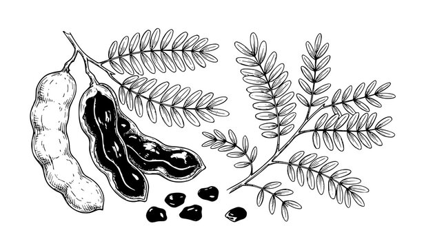 Hand Drawn Tamarind Botanical Set, Tamarindus indica Fruit and Leaves Vector Sketch Illustration