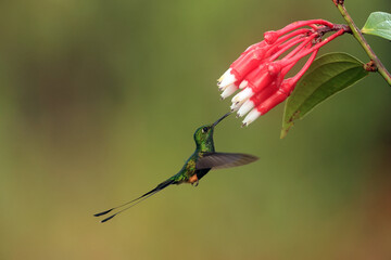 Obraz premium The Peruvian racket-tail (Ocreatus peruanus) is a species of hummingbird in the 