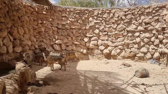 Golden jackals inside a stone enclosure at Ghardaia Zoo in Algeria