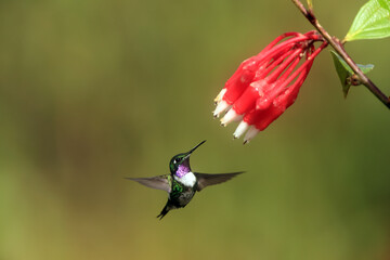 The white-bellied woodstar (Chaetocercus mulsant) is a species of hummingbird in tribe Mellisugini of subfamily Trochilinae, the "bee hummingbirds". © feathercollector