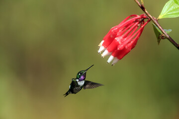 The white-bellied woodstar (Chaetocercus mulsant) is a species of hummingbird in tribe Mellisugini of subfamily Trochilinae, the "bee hummingbirds". © feathercollector