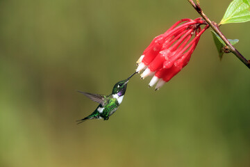 The white-bellied woodstar (Chaetocercus mulsant) is a species of hummingbird in tribe Mellisugini of subfamily Trochilinae, the "bee hummingbirds". © feathercollector