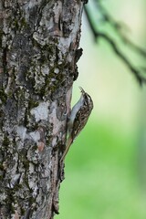 Fototapeta premium The Eurasian treecreeper or common treecreeper (Certhia familiaris) is a small passerine bird
