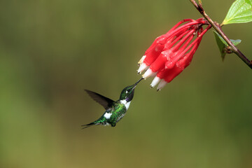 The white-bellied woodstar (Chaetocercus mulsant) is a species of hummingbird in tribe Mellisugini of subfamily Trochilinae, the "bee hummingbirds". © feathercollector
