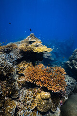 Vibrant table coral and staghorn coral growing on tropical reef in blue ocean. © PIPE DIVE UNDERWATER