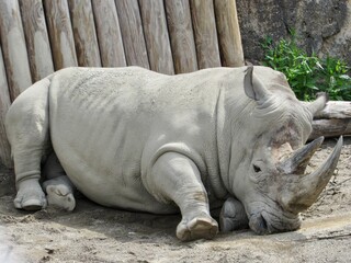 rhino in the zoo © Patricia