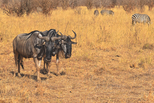 africa safari