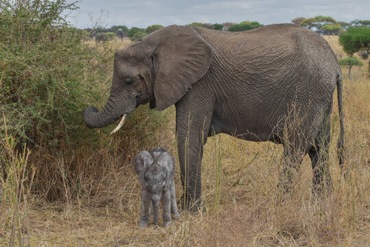 africa safari