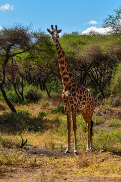 africa safari