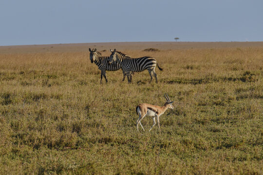 africa 