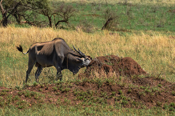africa safari © andrea