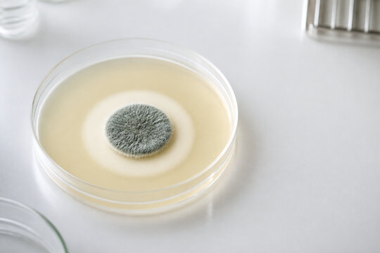 Mold colony with inhibition halo in petri dish