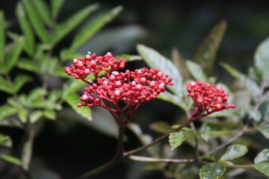 Close-up of red flower buds of Leea rubra blooming in a lush green garden.