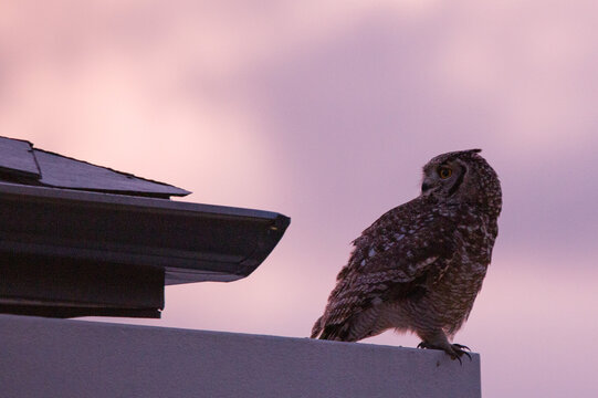 eagle owl on a roof