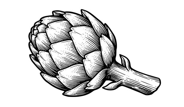 Artichoke Three Quarter Vintage Ink Sketch Engraving Vector
