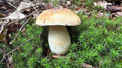 Fototapeta premium Porcini Mushroom Growing in Moss Under Spruce Trees in a Forest Near Prague, Czech Republic