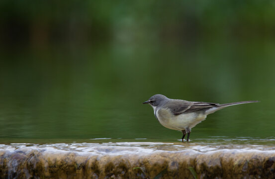 wagtail wading in water 