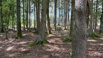 Mushroom Foraging in a Coniferous Forest Near Prague, Czech Republic © Diana