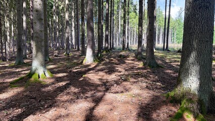 Mushroom Foraging in a Coniferous Forest Near Prague, Czech Republic © Diana
