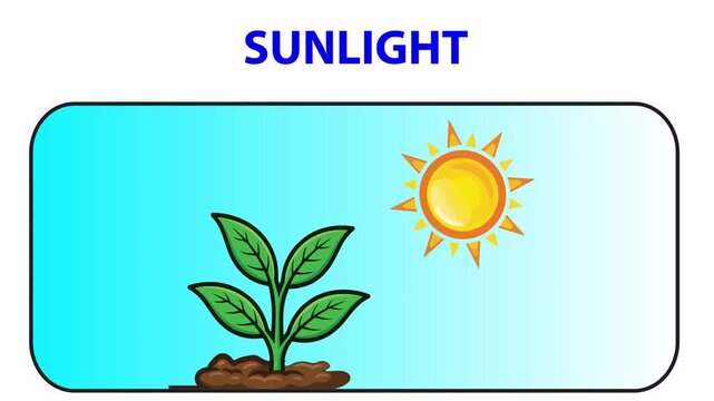 vector illustration of the sun and flowers 2d video