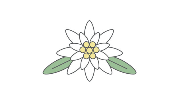 Simple line art illustration of a beautiful white edelweiss flower with yellow center and green leaves.