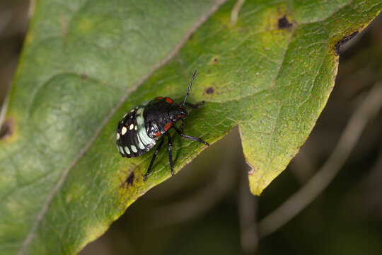 Bio Diversity - Nezara viridula - Southern Green Stink Bug Nymph