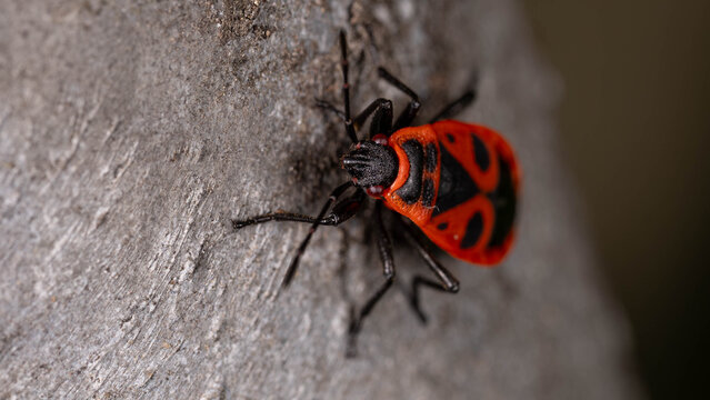 Bio Diversity - Pyrrhocoris apterus - Firebug Resting on Plant Stem