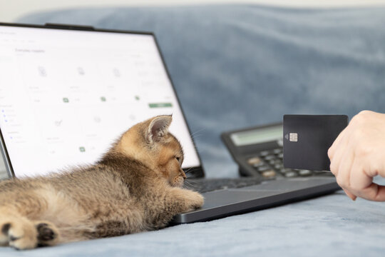Home budgeting for a new kitten: planning pet expenses with laptop, calculator, and card