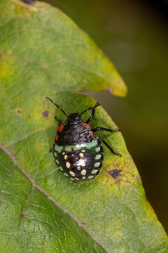 Bio Diversity - Nezara viridula - Southern Green Stink Bug Nymph