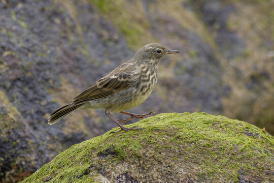 Rock pipit (Anthus petrosus) in breeding habitat - Strandpieper