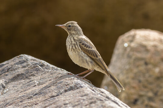 Rock pipit (Anthus petrosus) in breeding habitat - Strandpieper