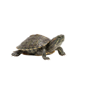 Red-eared slider turtle on white background, aquatic pond turtle with green shell, exotic pet reptile studio portrait
