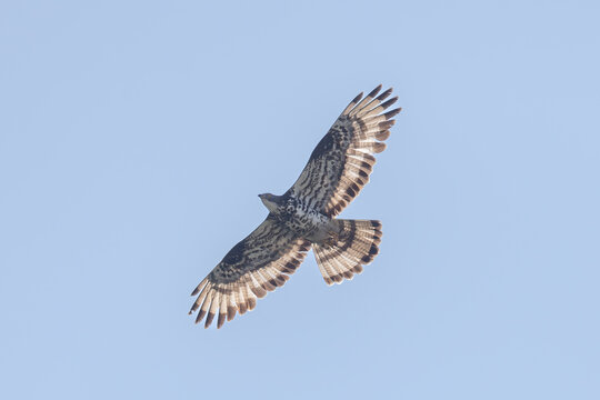 Honey buzzard (Pernis apivorus) - Wespenbussard