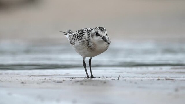 Sanderling resting on the coast in Asturias. Spain.