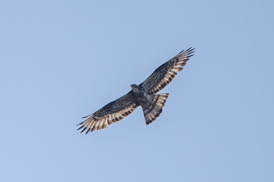 Honey buzzard (Pernis apivorus) - Wespenbussard