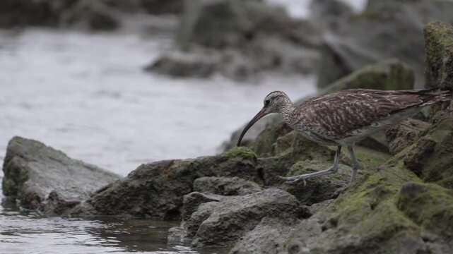 Whimbrel eating a crab on the coast. Spain.