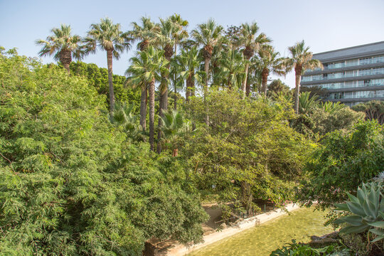 Group of large palm trees at Parque Genov&eacute;s, C&aacute;diz, Andalusia, Spain