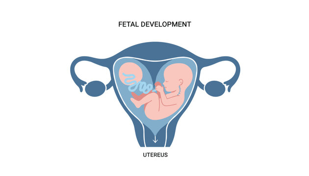 Medical diagram illustrates fetal development inside a human uterus showing the baby and placenta with anatomical labels in English.