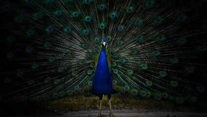 Majestic male peacock with fanned tail feathers displaying vibrant plumage in dark background. © Aswinsasi17