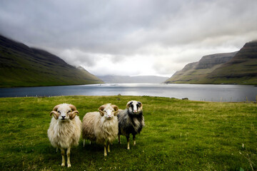 Fototapeta premium Three sheep standing in a lush green meadow with mountains and a lake in the background.
