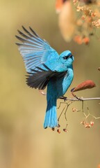 blue tit on a branch © Bai