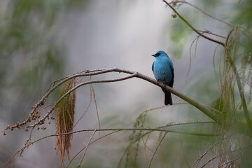 blue tit on the branch © Bai
