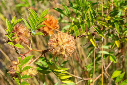 Glycyrrhiza echinata Fruchtstand