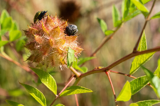 Glycyrrhiza echinata Fruchtstand